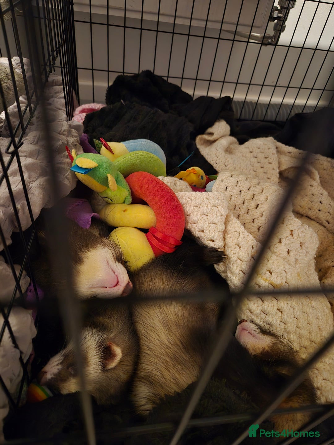 Ferret rodents for sale: 3 ferrets  - Image 3