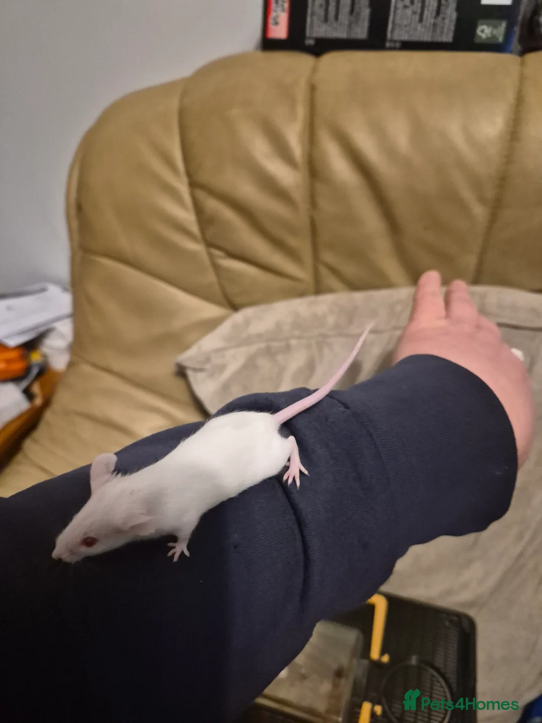 Mouse rodents for sale: 8 Cute Female Baby Fancy Mice - Advert 2