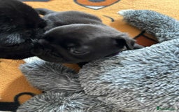 Pug dogs for sale: KCreg pug puppies for sale. - Image 16