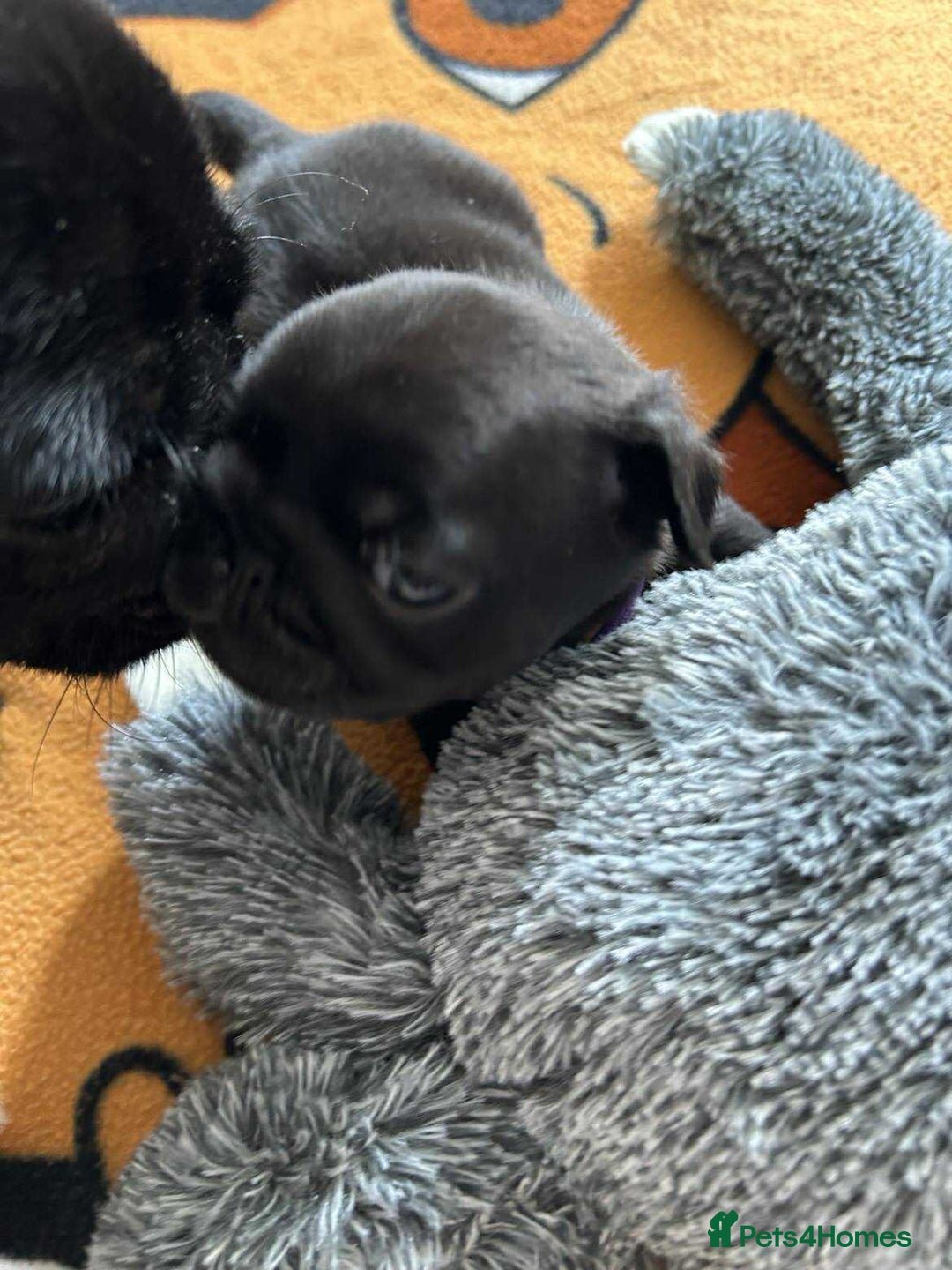 Pug dogs for sale: KCreg pug puppies for sale. - Image 16