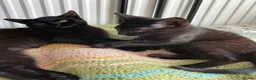 Domestic Shorthair cats for adoption: Star & Dandelion, kitten pair  - Advert 7
