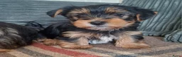 Yorkshire Terrier dogs for sale: Two boys - Advert 14