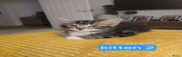 Bengal cats for sale: Bengal- mainecoon mix - Advert 20