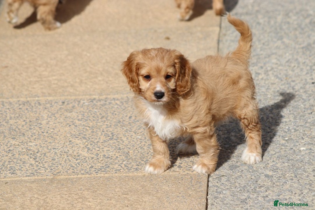 Cavapoo dogs for sale: F1 Cavapoo puppies for sale - Image 23