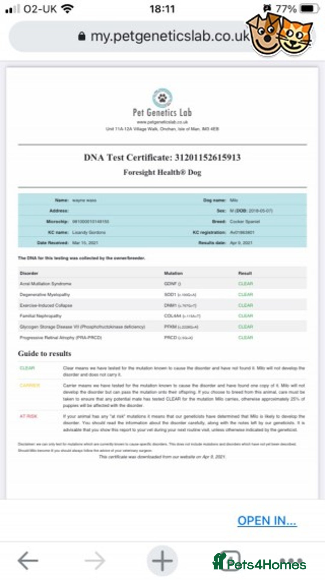 Cocker Spaniel dogs for stud: STUD working cocker (PROVEN) HEALTH TESTED! in Sutton-in-Ashfield - Advert 3