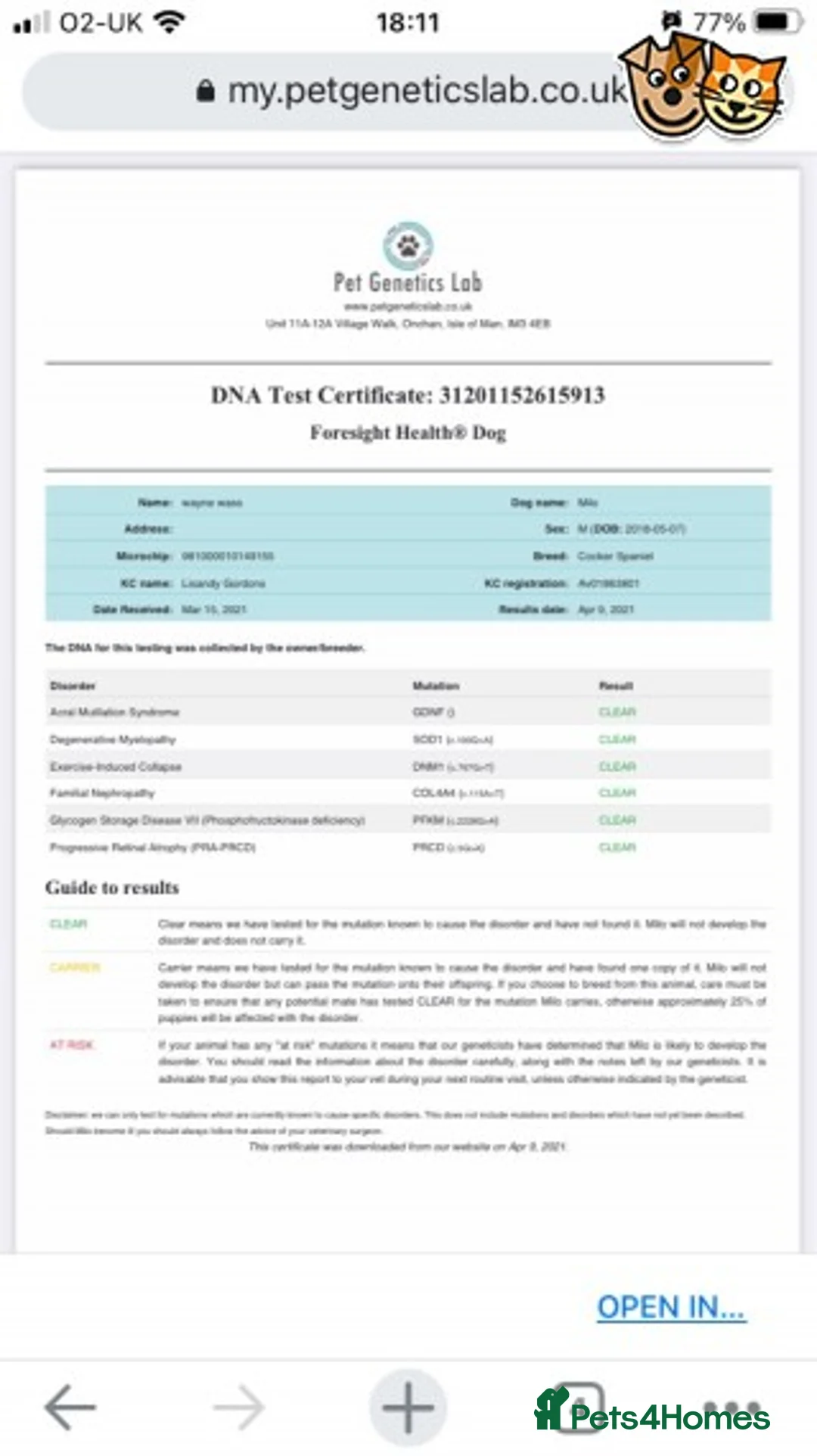 Cocker Spaniel dogs for stud: STUD working cocker (PROVEN) HEALTH TESTED! in Sutton-in-Ashfield - Advert 3