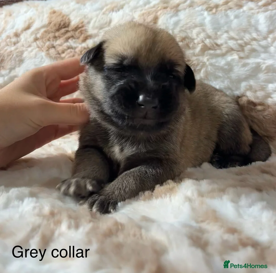 German Shepherd dogs for sale: Beautiful German Shepherd Cross Puppies - Advert 2