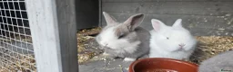 Mixed Breed rabbits for sale: 🐰 Gorgeous Baby Rabbits ready 10th September 🐰 in Wigan - Advert 10