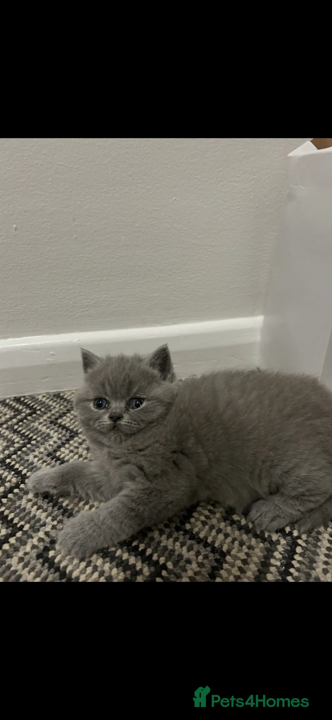 Mixed Breed cats for sale: British short hair/persian - Advert 25