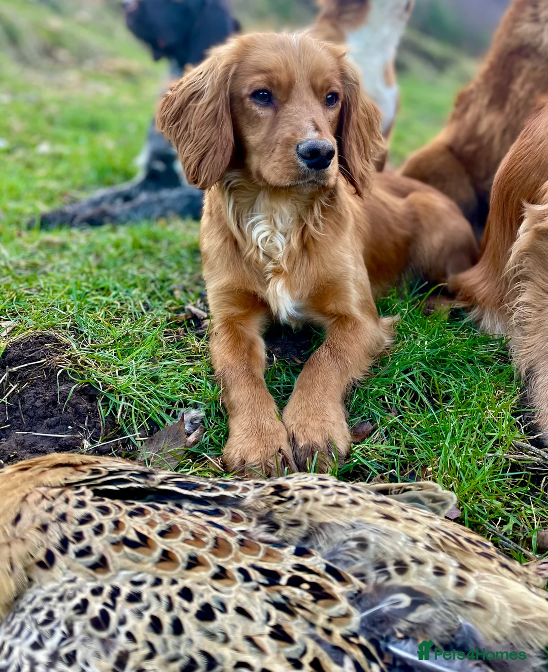 Cocker Spaniel dogs for stud: Small, Compact Health Tested Working Cocker at Stu in Harrogate - Advert 1