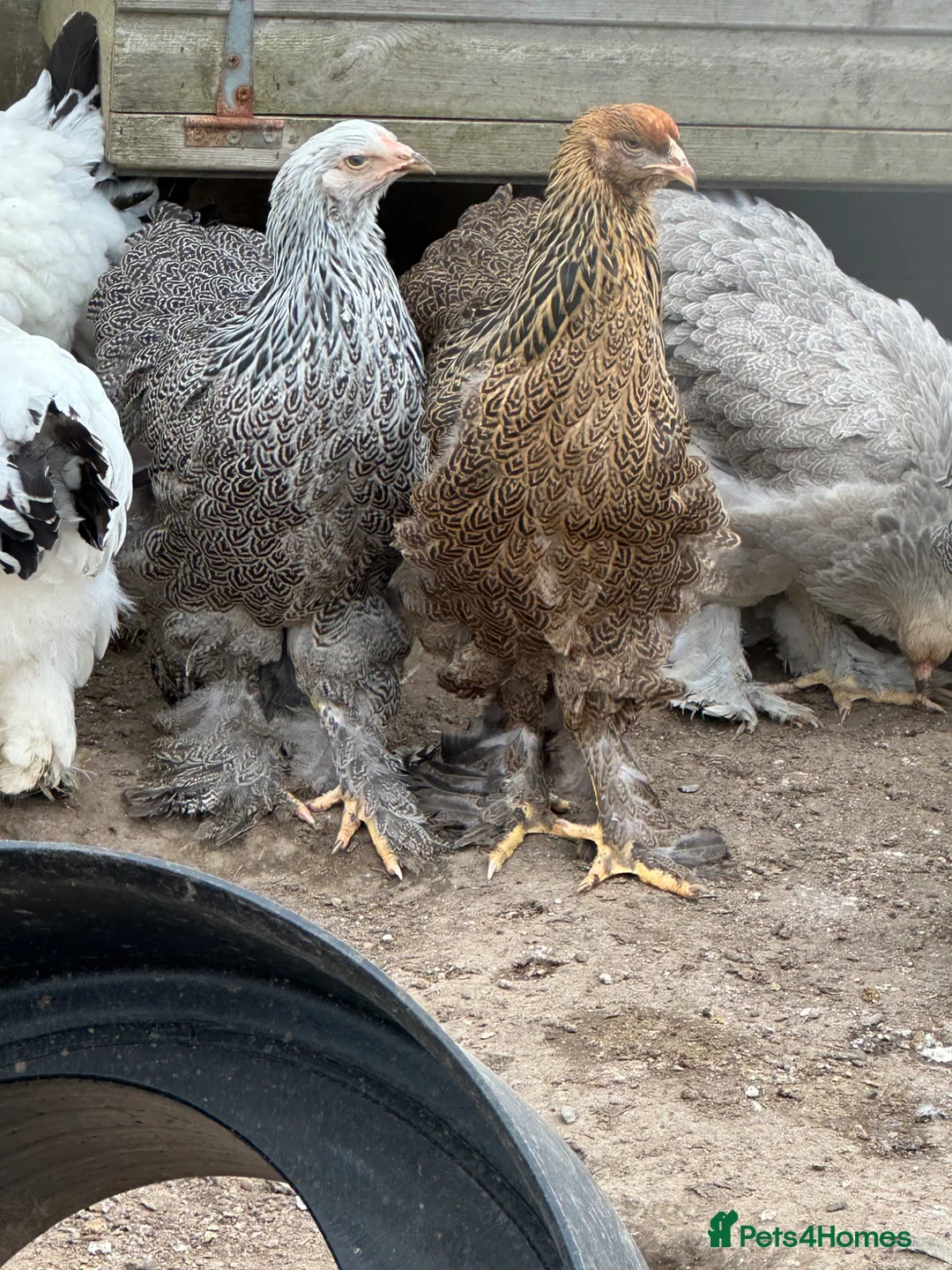 Hens poultry for sale: Hybrids pure breeds point of lay hens chickens  - Advert 2