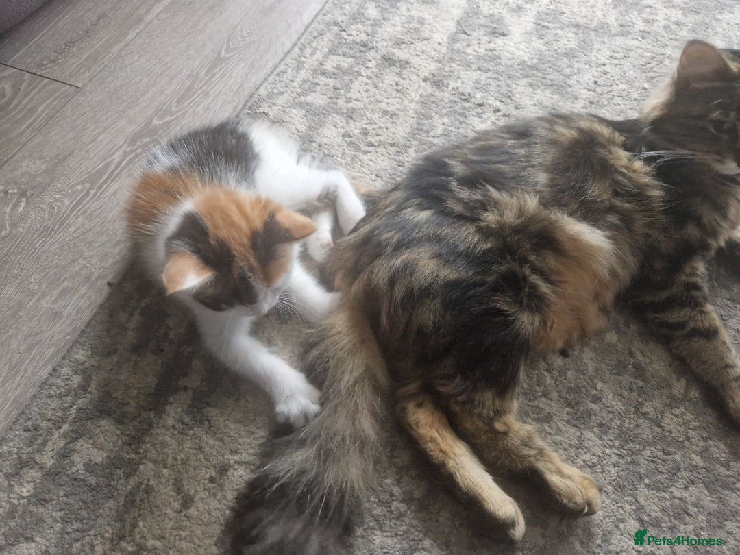 Mixed Breed cats for sale: 3 beautiful semi long haired kittens 8 weeks - Image 6