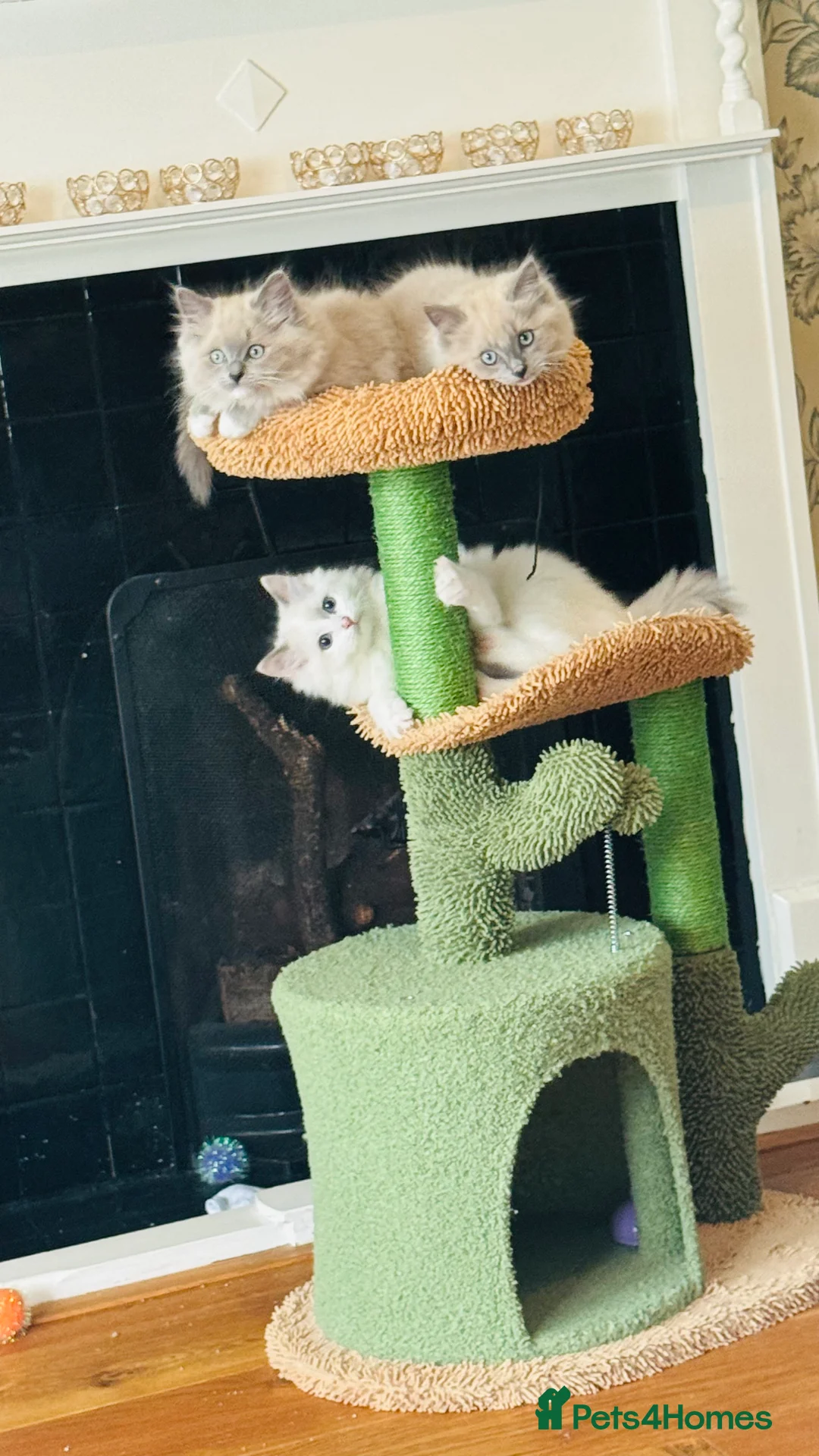 Ragdoll cats for sale: 100% Pure Mink and Blue Point Ragdoll Kittens  - Advert 11