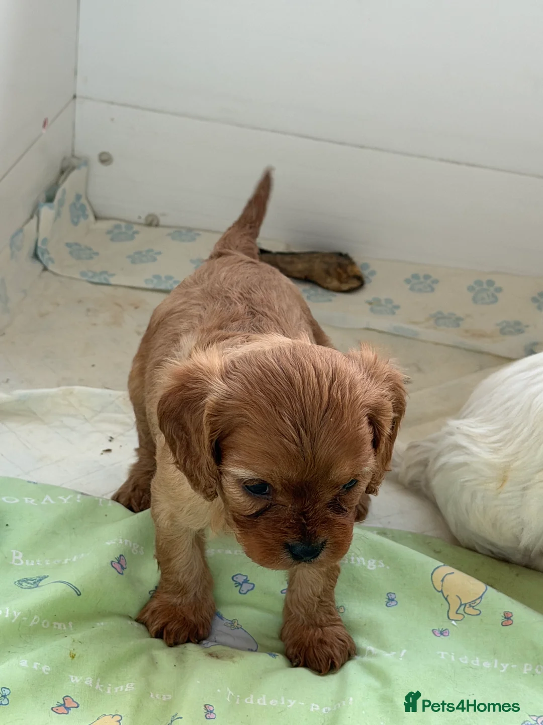 Cavapoo dogs for sale: Stunning cavapoo puppies ready 9th January  - Advert 31