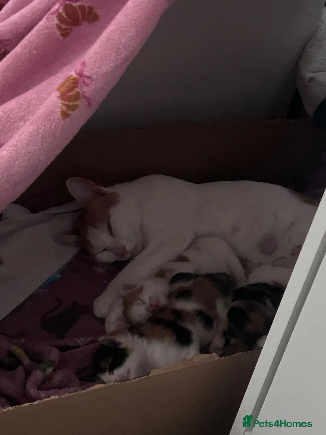 Mixed Breed cats for sale: 3 mix breed kittens  - Advert 10