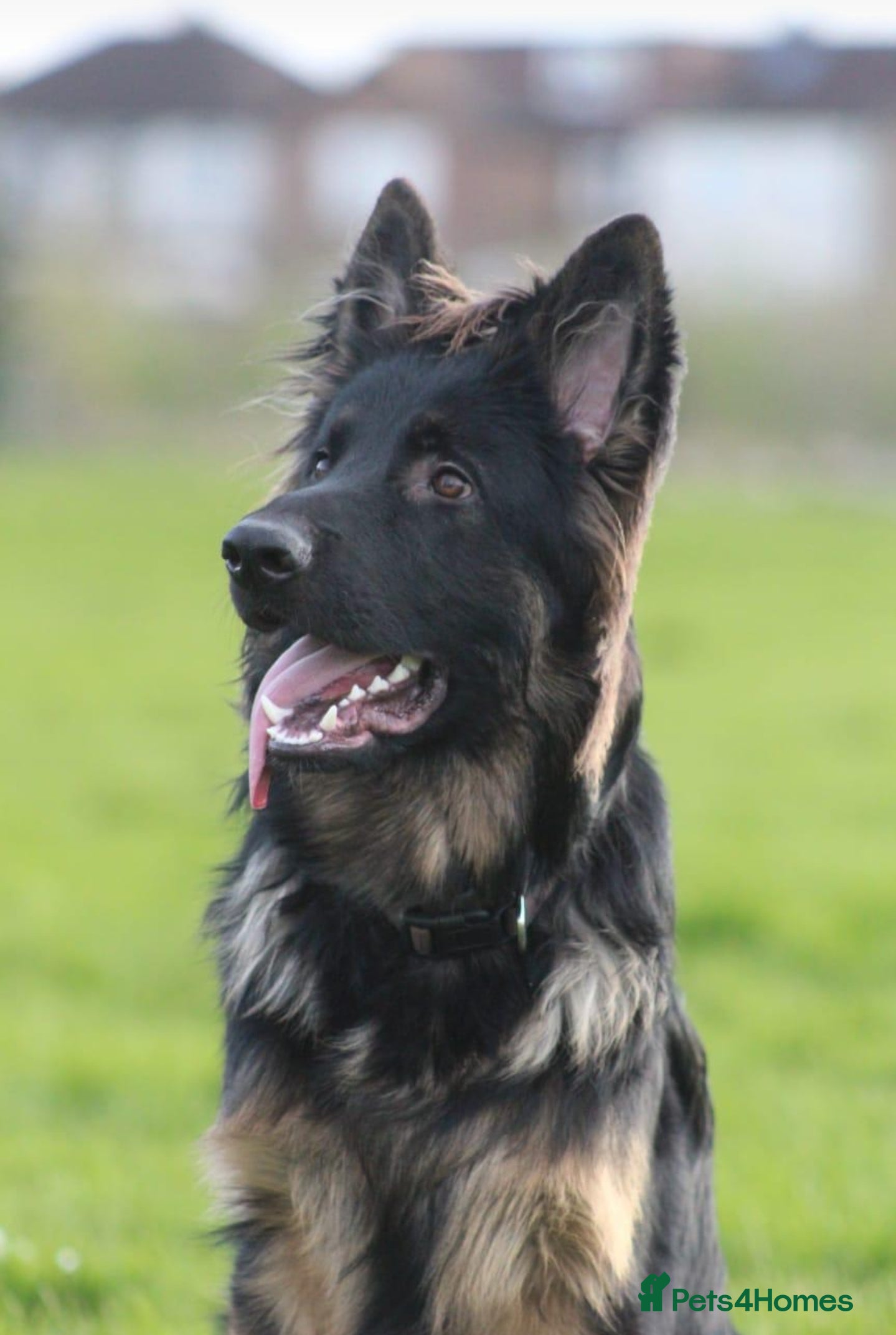 German Shepherd dogs German Shepherd stud in Basildon - Advert 20