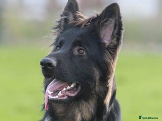 German Shepherd dogs in Basildon - Advert 22