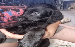 Mixed Breed dogs for sale: Labrador x cockapoo puppies - Image 4