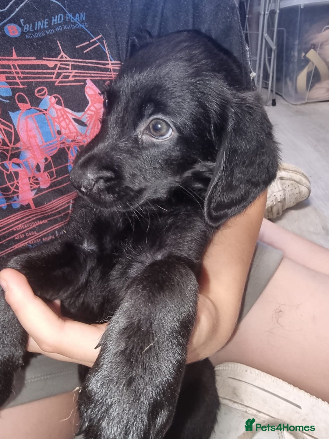 Mixed Breed dogs for sale: Labrador x cockapoo puppies - Image 4