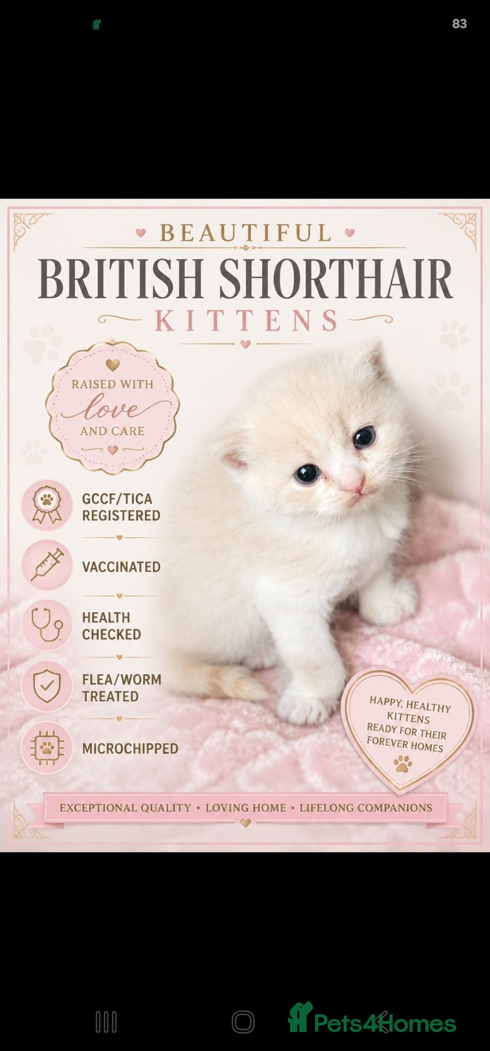 British Shorthair cats GCCF/TICA registered beautiful litter - Advert 1