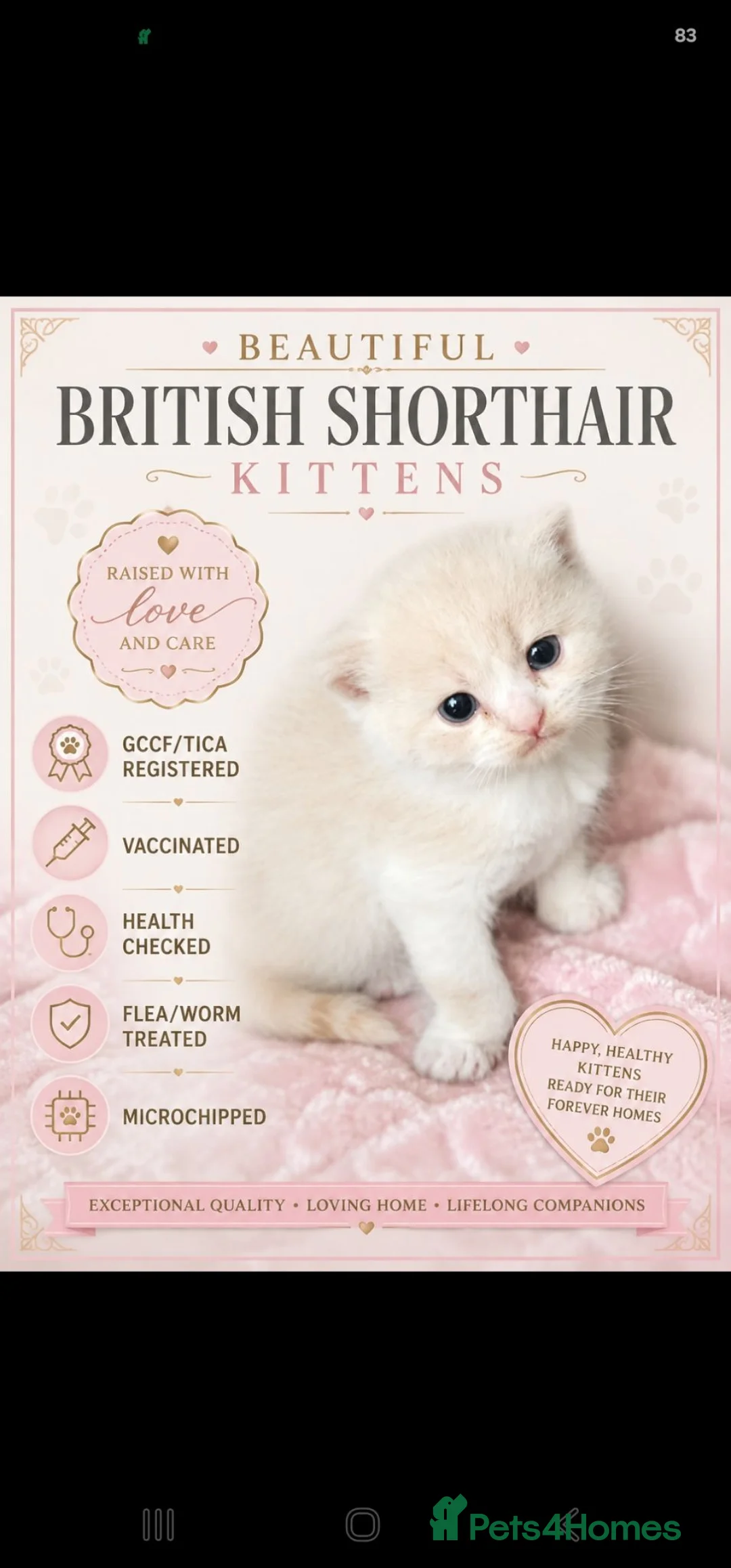 British Shorthair cats for sale: GCCF/TICA registered beautiful litter - Advert 2