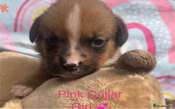 Rottweiler dogs for sale: Rottyx - Image 5