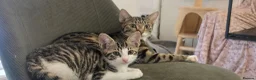 Mixed Breed cats for sale: Gorgeous kittens looking for forever home - Advert 2