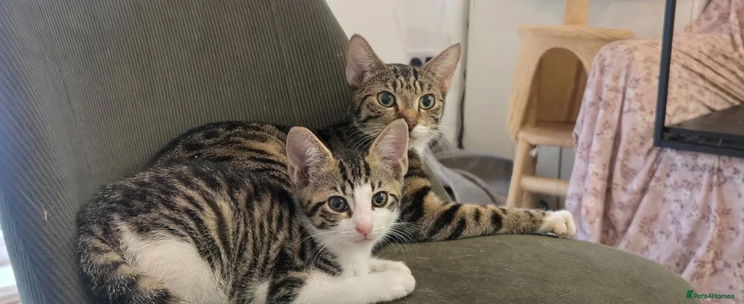 Mixed Breed cats for sale: Gorgeous kittens looking for forever home - Advert 2