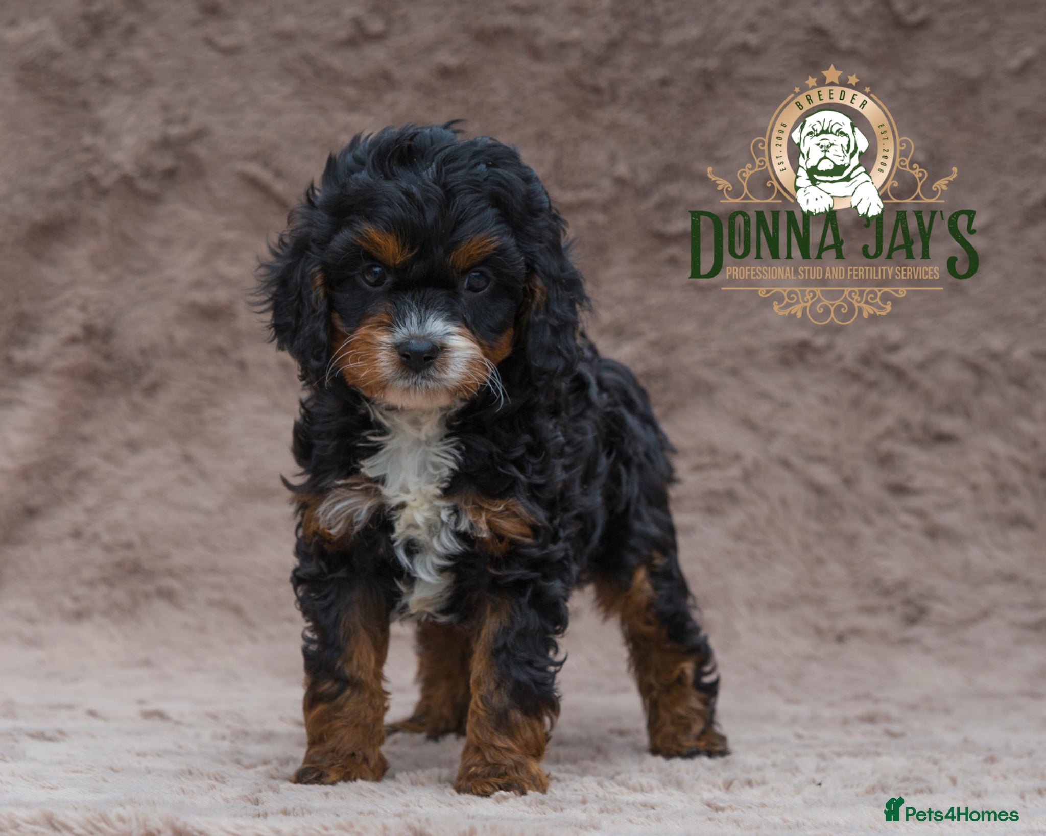 Cavapoo dogs DONNAJAYS 💫 exceptional F1 Toy Cavapoo babies  - Advert 1