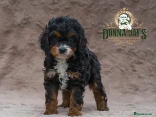 Cavapoo dogs for sale: DONNAJAYS ๐ซ exceptional F1 Toy Cavapoo babies - Advert 1