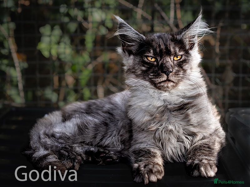 Maine Coon cats Polydactyl Maine Coon kittens are available  - Advert 1