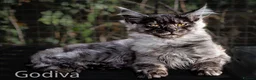 Maine Coon cats for sale: Polydactyl Maine Coon kittens are available  - Advert 1