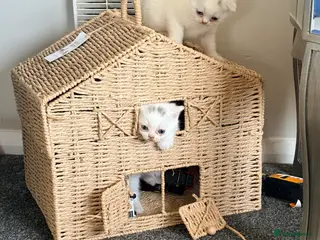 Scottish Fold cats Scottish fold kittens - Advert 3