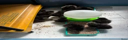 Chickens poultry for sale: Unsexed silkie chicks from 10 days old - Advert 7