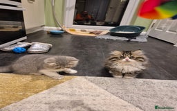 Exotic cats for sale: Exotic longhair and short hair kittens  - Image 13