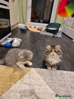 Exotic cats Exotic short hair boy and 2 long hair famales - Advert 3