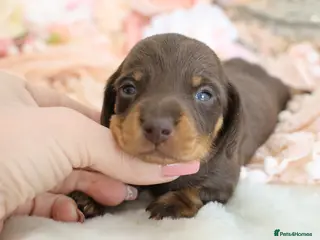 Miniature Dachshund dogs KC Miniature Dachshund Puppies - Advert 1