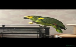 Parrots birds for sale: Beautiful blue fronted amazon very good talker - Image 2
