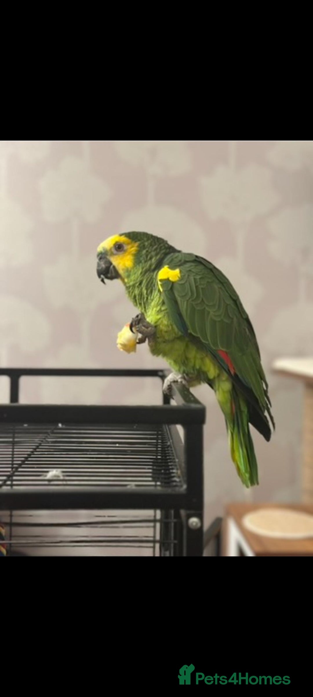 Parrots birds for sale: Beautiful blue fronted amazon very good talker - Image 2