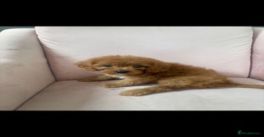 Cavapoo dogs - Advert 3