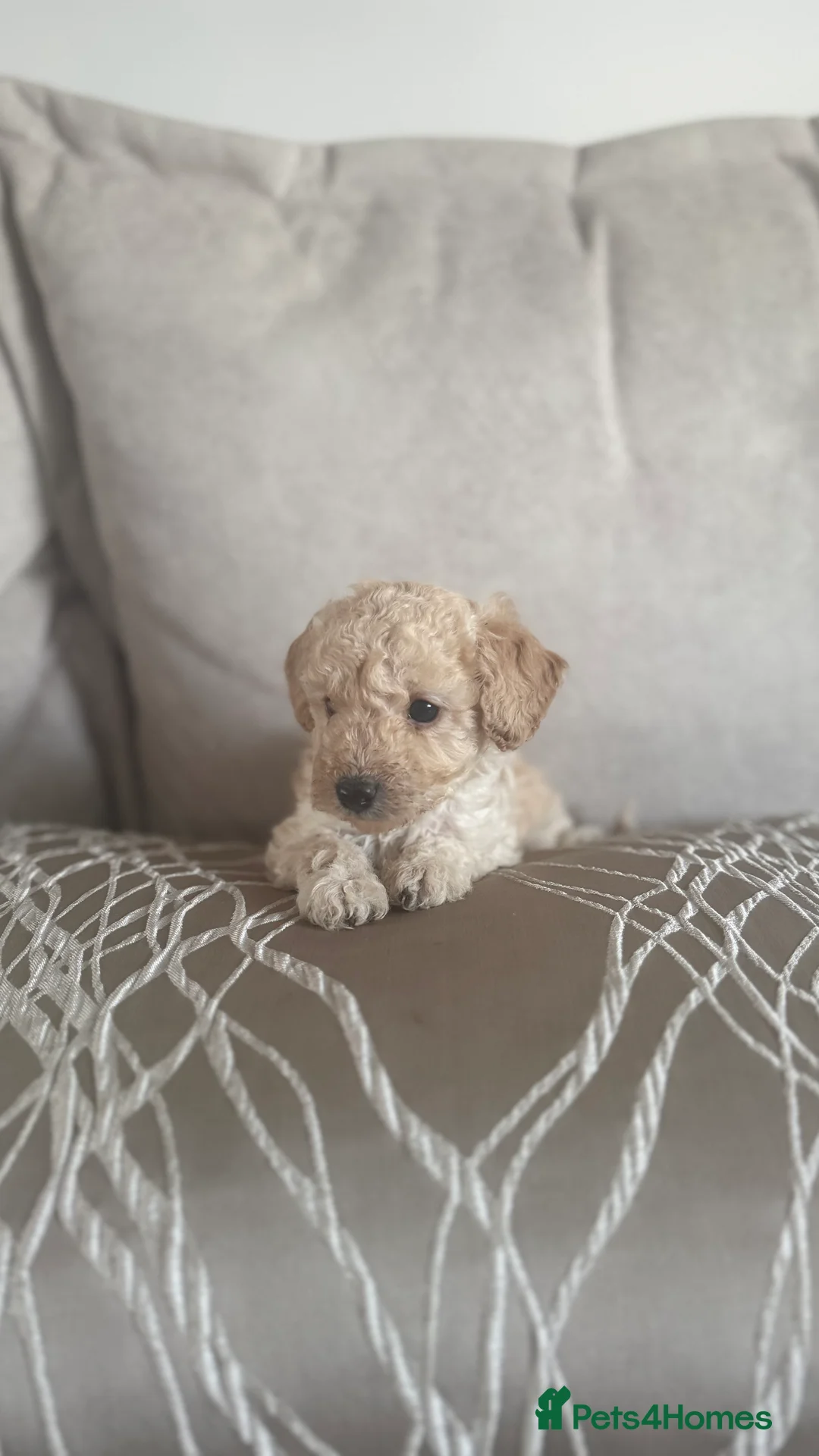Toy Poodle dogs for sale: 3 Beautiful toy poodle puppies  - Advert 13