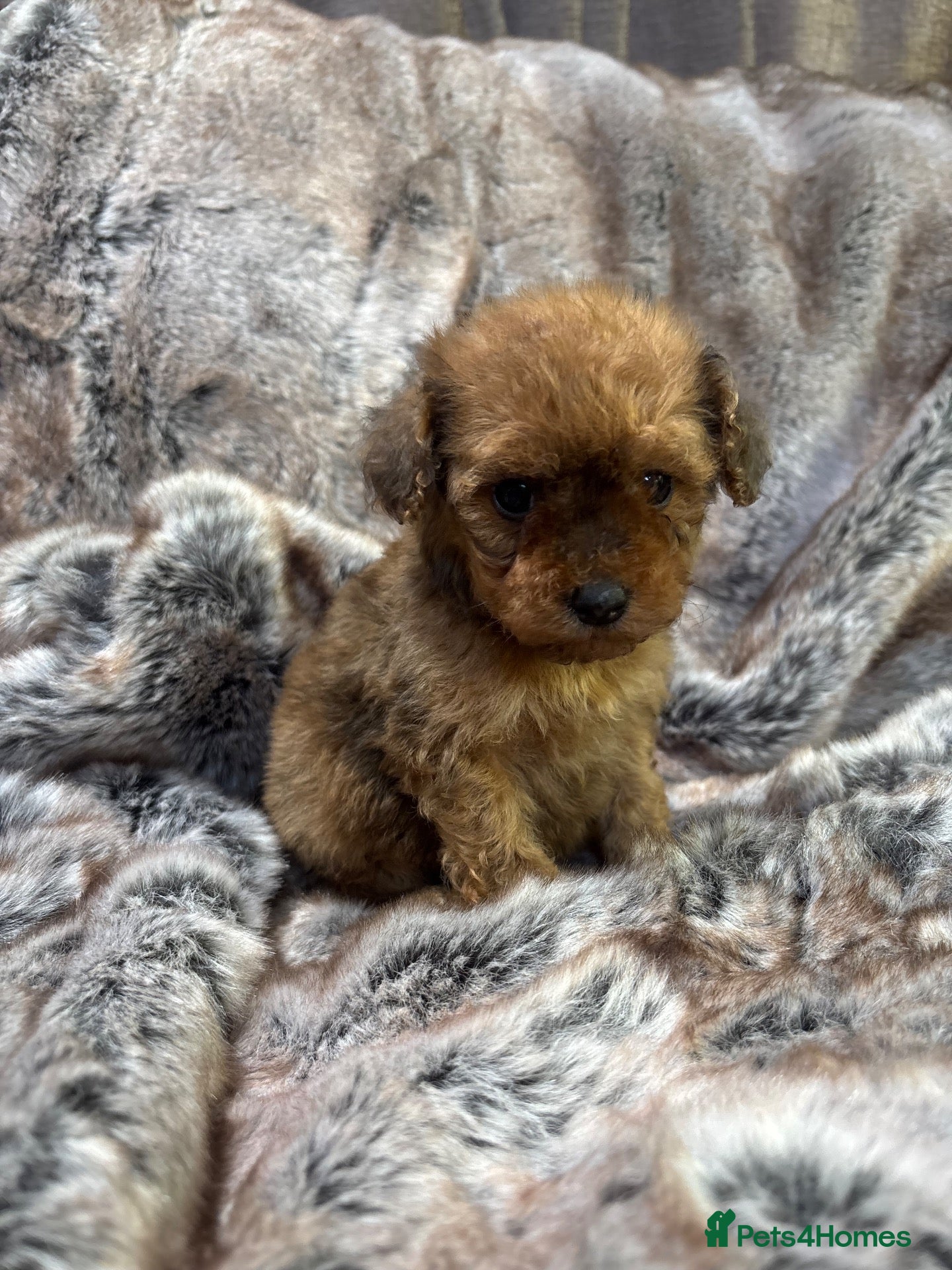 Poochon dogs Health tested Poochons Unique Colours inc Merle - Advert 2