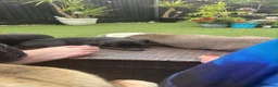 Pug dogs for sale: Beautiful Pug Girl, Unexpectedly Available £800 - Advert 7