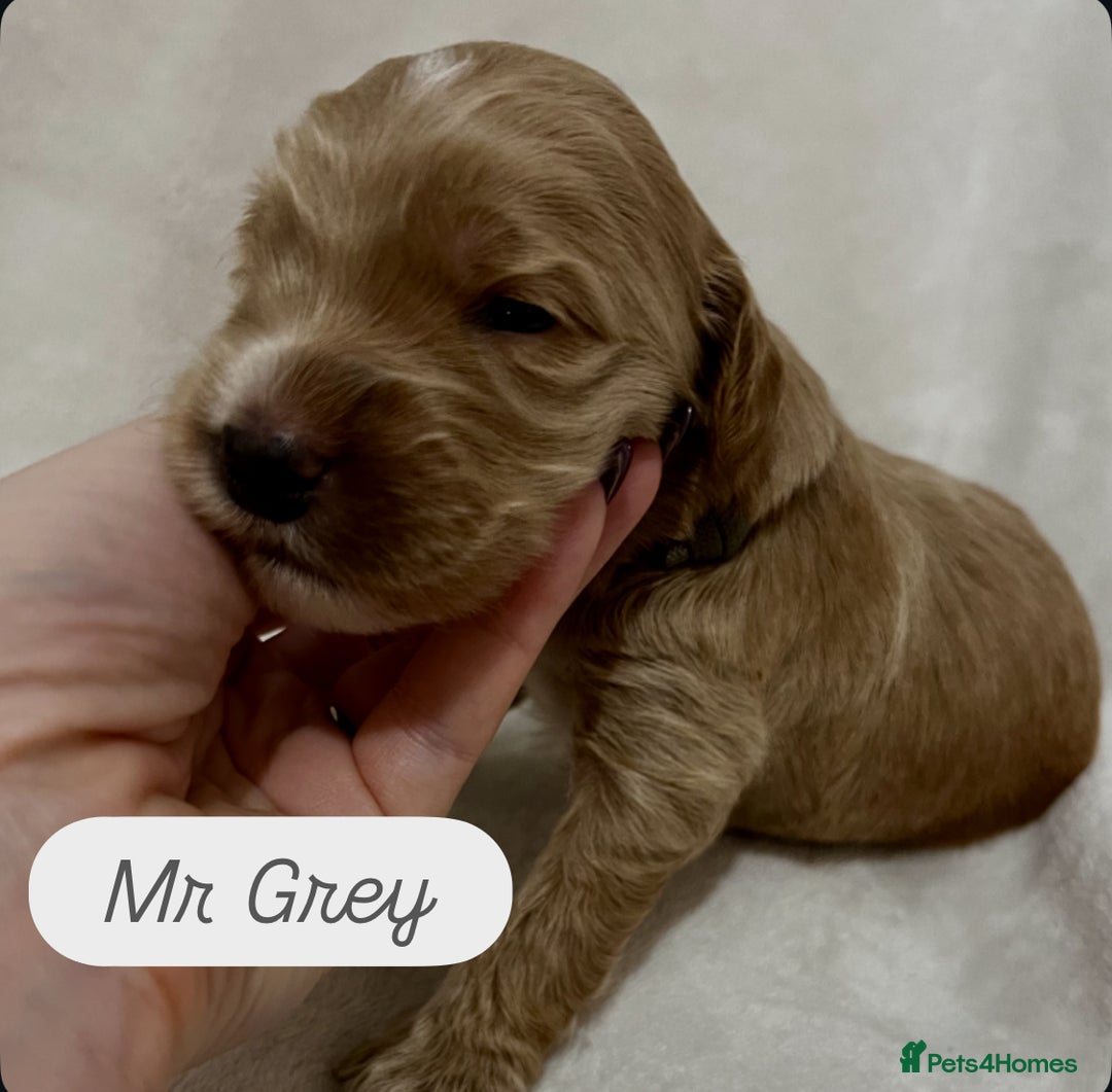 Australian Labradoodle dogs for sale: Quality Multigen Australian Labradoodle Puppies  - Advert 2