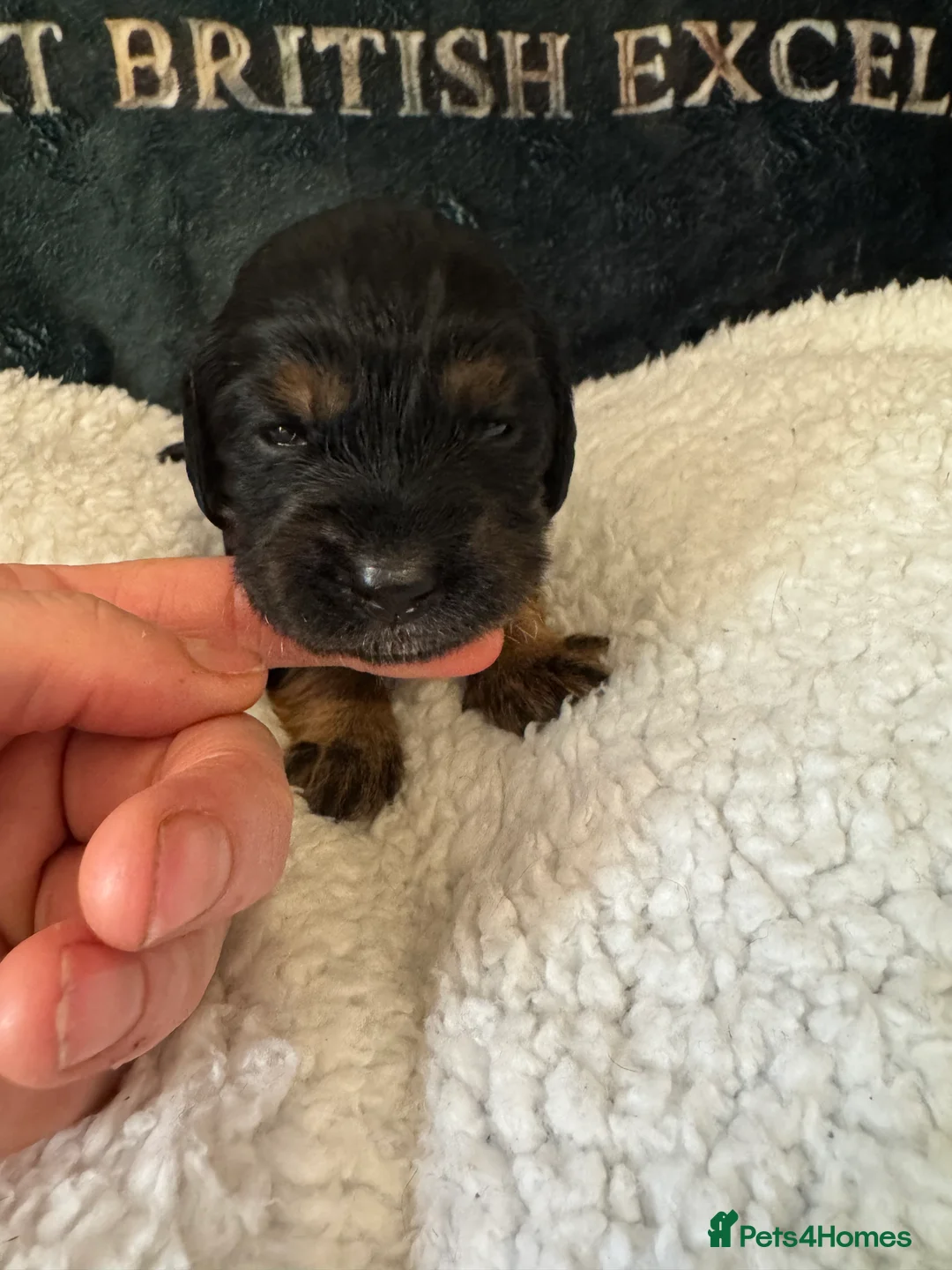Cocker Spaniel dogs for sale: A gorgeous litter of WCS - Advert 10