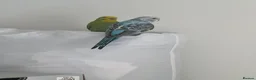 Budgerigars birds for sale: two budgies one male one female in Birmingham - Advert 4