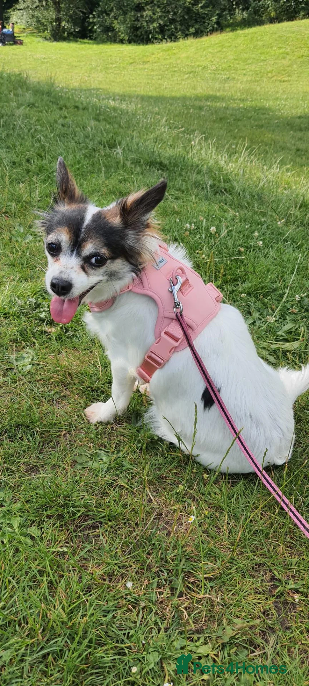 Chihuahua dogs for sale: Super cute litter of 5 chihuahua puppies in Pontypool - Advert 7