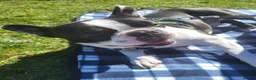 Boston Terrier dogs for stud: Handsome KC Registered Boston Terrier  - Advert 8