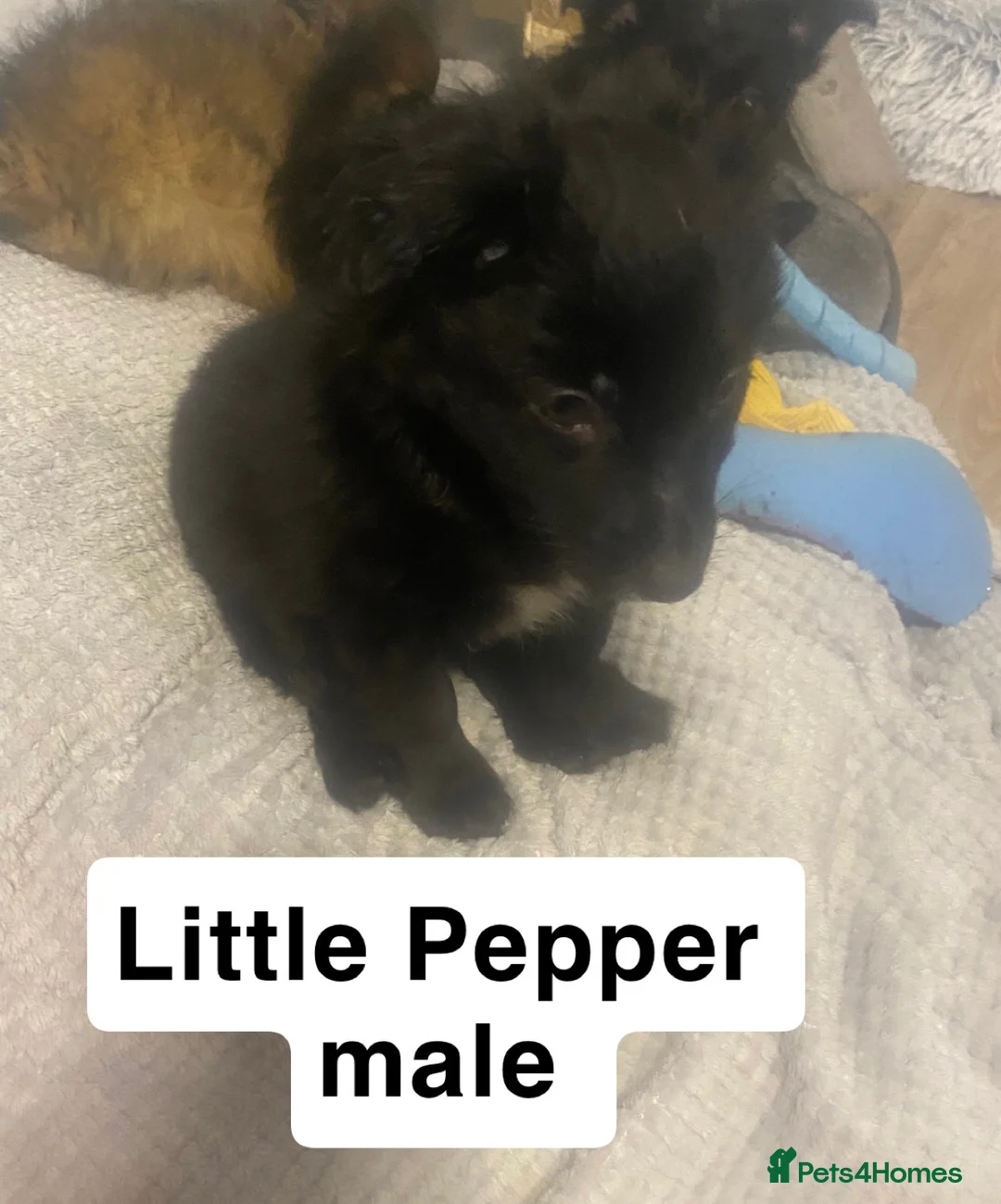 Mixed Breed dogs for sale: Maltipom puppies are now ready for new homes - Advert 24