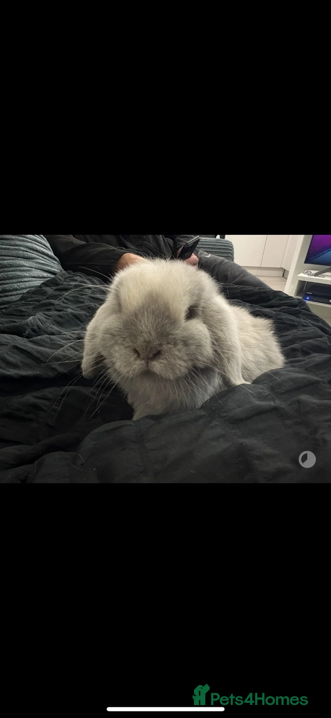 Mini Lop rabbits for sale: Percy  - Advert 3